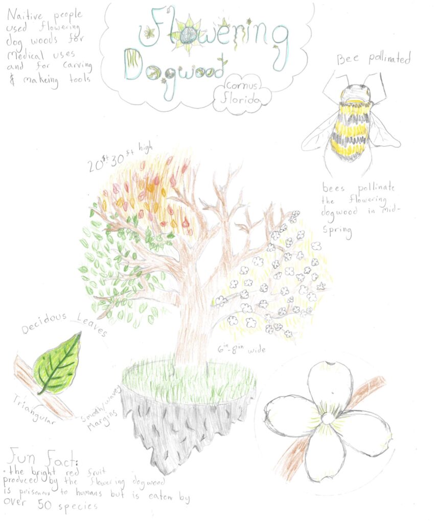 flowering dogwood - poster made for middle school environmental science elective class
