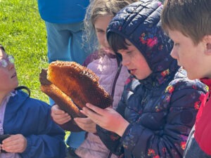3rd grade children studying honeycomb