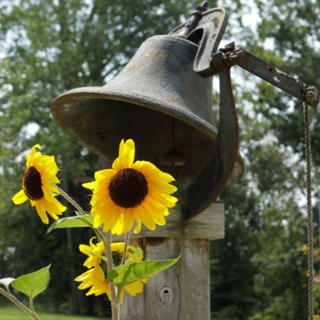 the school bell at charlottesville waldorf school with golden sunflowers